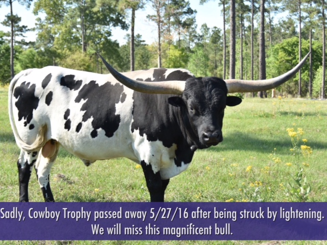 Registered Longhorn Bull