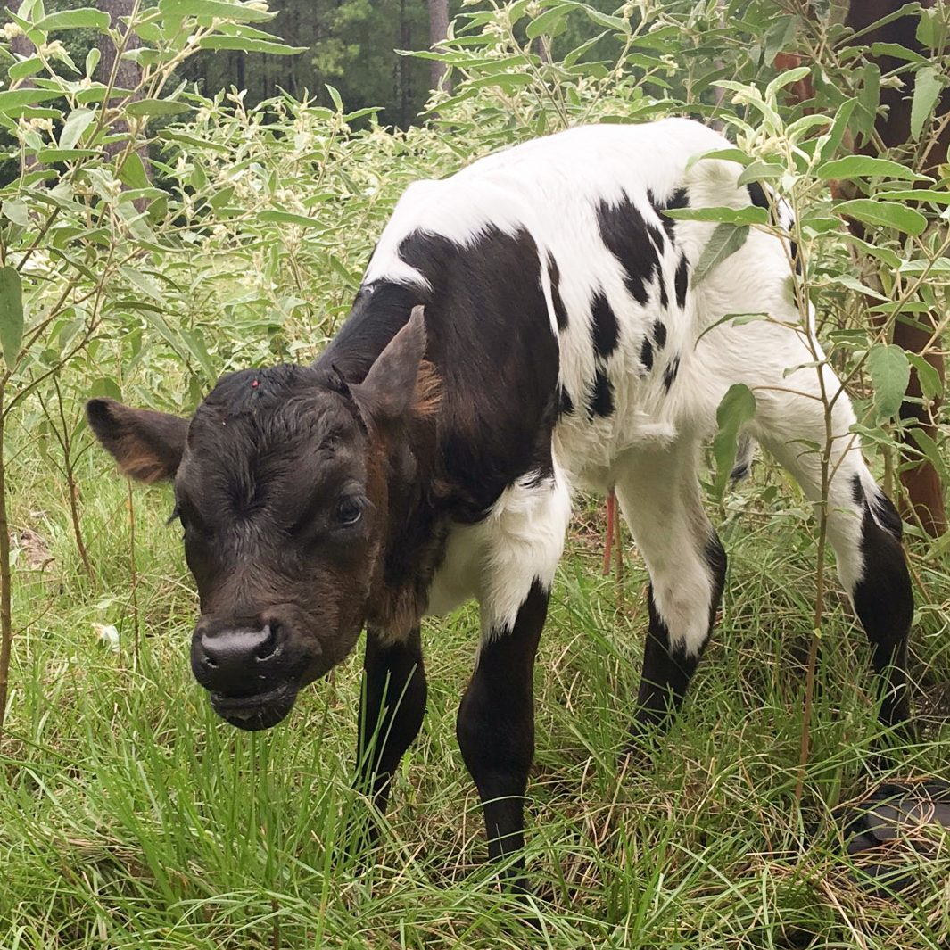 Cowboy Trophy Heifer